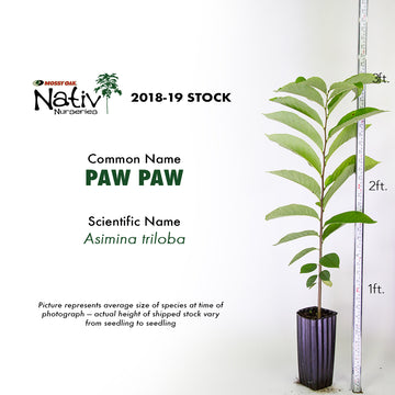 Image of a pawpaw seedling showing off height.